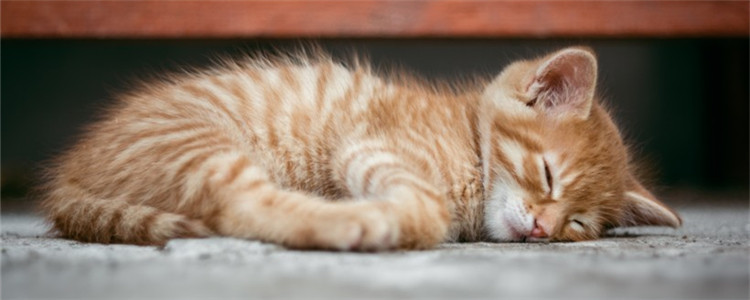 猫叫春是什么季节 猫叫春一般是在什么季节