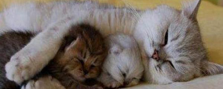 猫妈妈为什么会对小猫吼 猫妈妈对小猫叫是什么意思