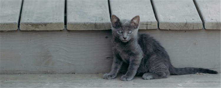 猫泪痕是什么 猫泪痕是什么引起的