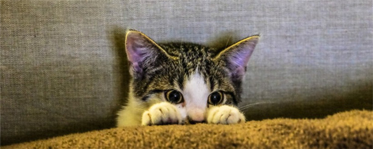 猫为什么喜欢看人上厕所 被喵星人偷窥过的请举手