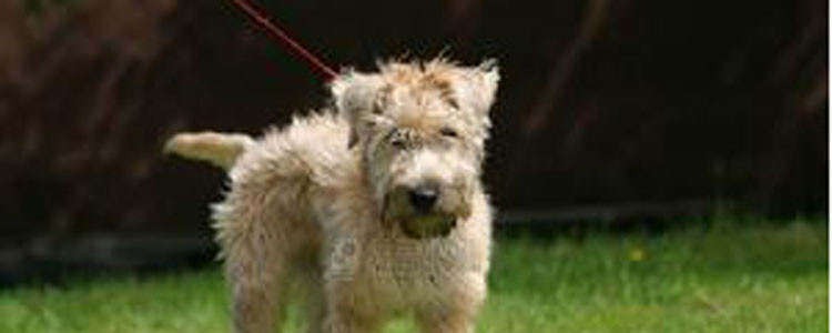 狗怕蚊子咬吗 当然！狗狗也是会怕蚊子的