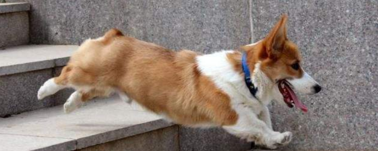 柯基犬为什么很少人养 真实的原因你都知道了吗？