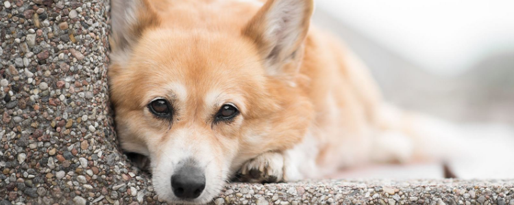 柯基犬怎么看品相 选柯基前这几点你可得好好看看！