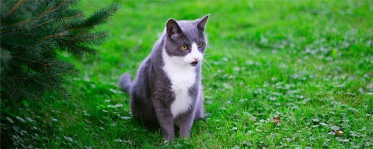 猫为什么埋自己的屎 是因为便便太臭了吗