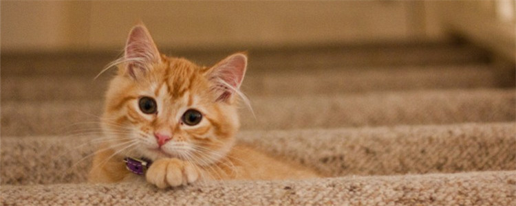 猫为什么喜欢洗脸 猫咪爱洗脸是为了逃避危险