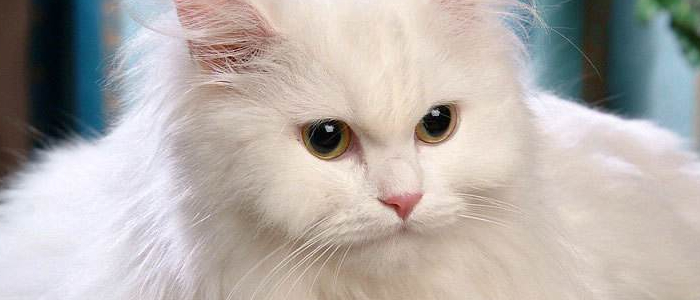 被猫抓伤了最晚什么时候打针 粉碎24小时后疫苗无效的谣言