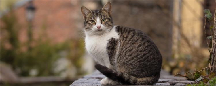 什么情况不适合给猫剃毛 这三种情况最好别给猫剃毛