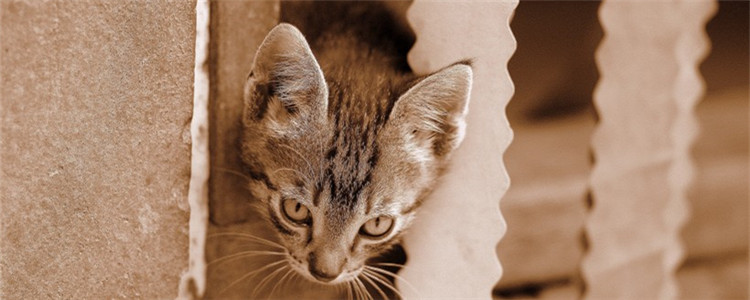 这三种猫可以剃毛 给猫剃毛不要剃得太短