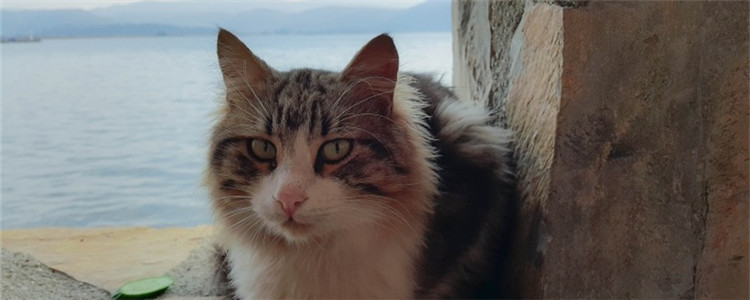 给猫剃毛要注意啥 给猫剃毛要选择合适的时间地点