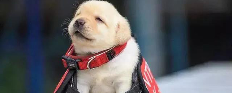 怎么给狗狗保暖不会感冒 不是盲目穿衣服就行了！