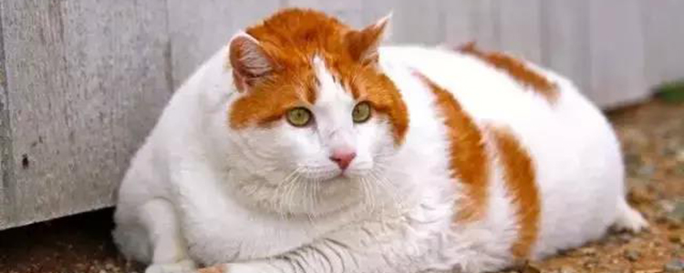 被猫抓了一下轻微破皮要打针吗 家有猫主谁还能不带点伤