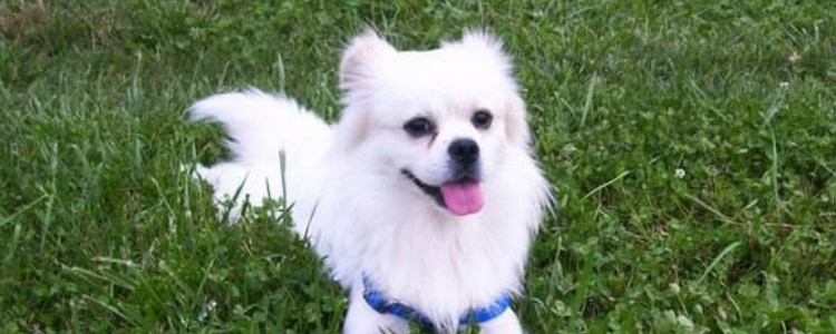 小狗爪子长吃什么药物 小狗趴蹄是什么样的