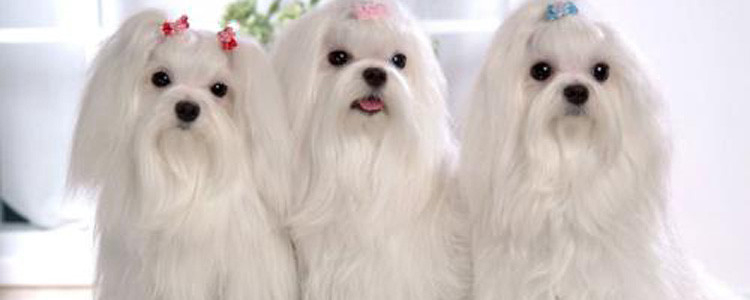 狗为什么突然能挤出奶 狗狗假怀孕要引起关注