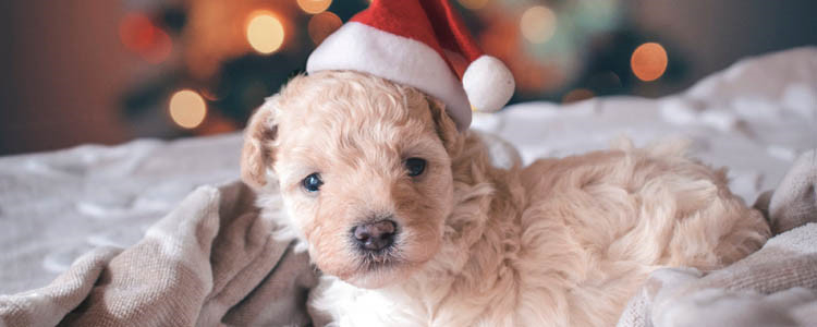 狗剃毛有什么影响 剃毛是对狗狗的酷刑