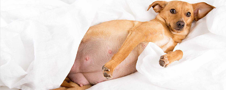 狗发情期吃什么能抑制 是药三分毒，建议配种或绝育