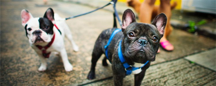 养狗有哪些好处 养宠物狗对身心健康都有益