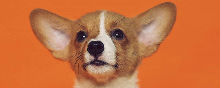 狗吃什么可以修复毛囊 卵磷脂是个好东西