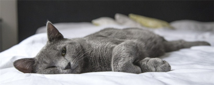 怎么判断猫缺不缺水 猫咪缺水的症状你知道吗