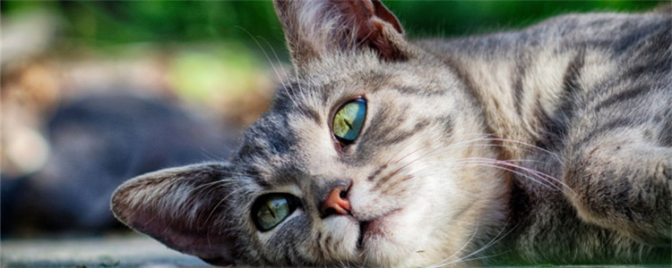 怎么给猫补充水分 给猫补充水分的方法有很多的啦