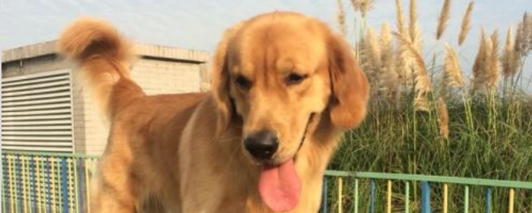 金毛犬吃什么食物 每个阶段的金毛吃的也是不一样的!