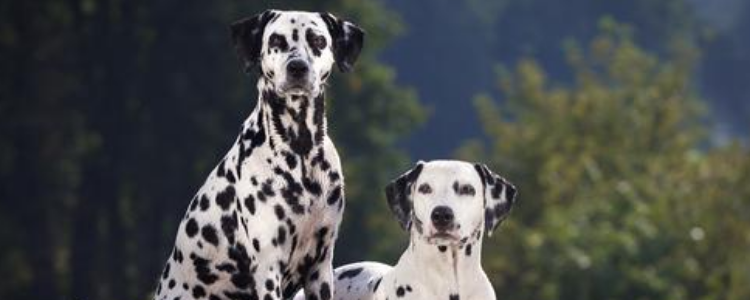 斑点狗纯不纯看哪里 想知道你的斑点纯不纯看看就知道了！