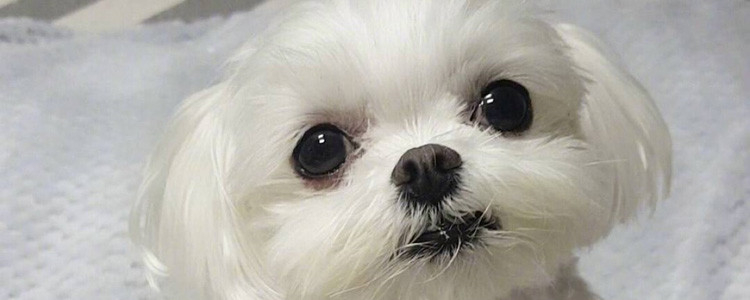 狗死活不让清理耳朵 擦耳朵前的适应过程非常重要！