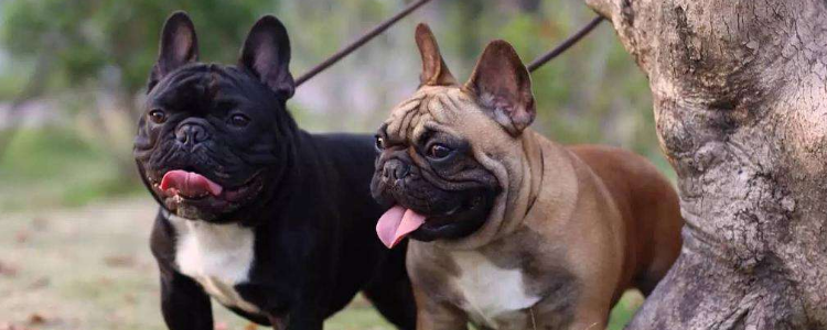 法斗虎斑为什么最便宜 正确分辨你买的是不是贵哭了？