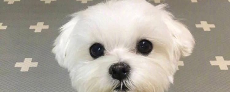 比熊耳朵立起是纯种吗 比熊飞耳是什么原因