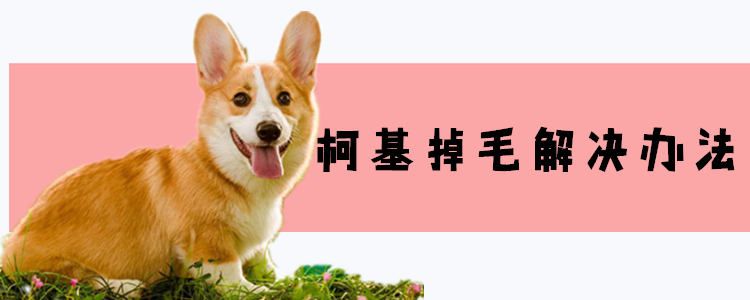 柯基掉毛解决办法 掉毛的原因你找对了吗