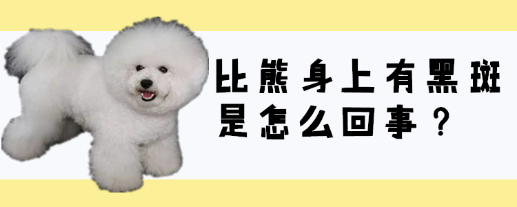 比熊身上有黑斑 是怎么回事