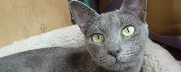 蓝猫属于什么品种 告诉你蓝猫不止一种你信吗？