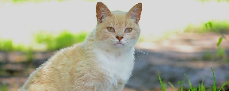 猫会屈服于暴力吗 惩罚猫咪你还用打吗？