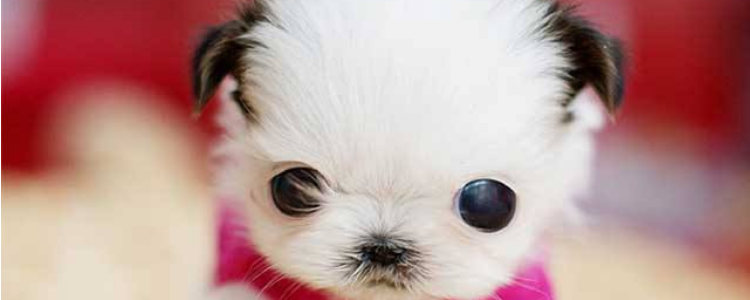 蚊香对狗有什么影响吗 不要再随便当着狗狗的面用蚊香了！