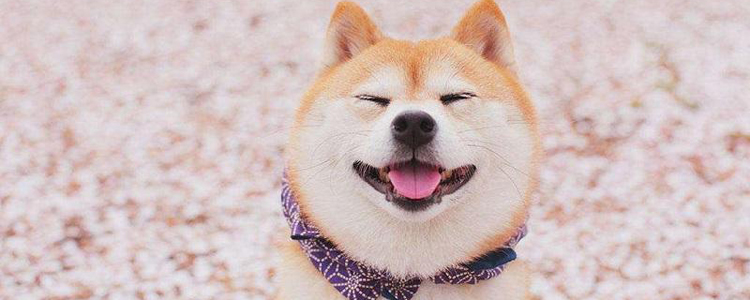 狗狗怎么参加赛级比赛 赛级犬养成训练手册