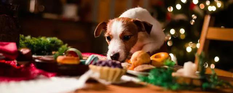 狗吃哪些食物会有危险 轻则致病重则致死