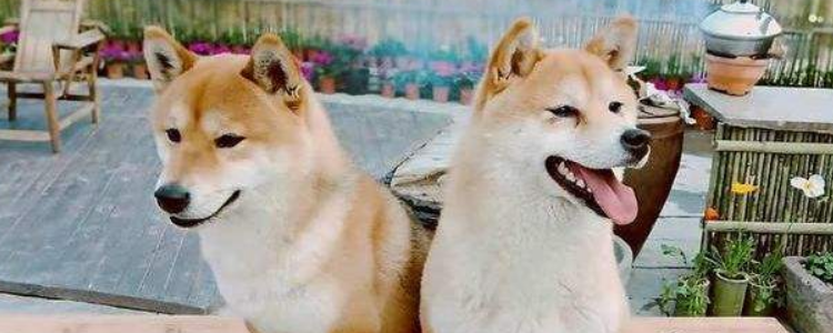 小h是什么品种的柴犬 小h还有很多伙伴呢！