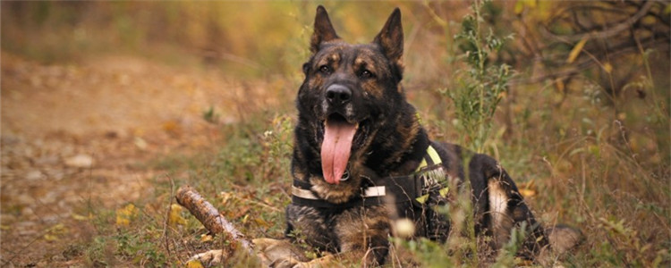 小狗磨牙棒什么时候用 小狗为什么要用磨牙棒