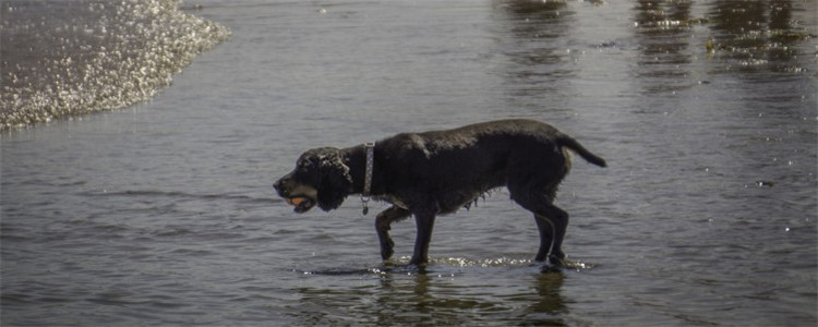 剪刀寻狗法 剪刀寻狗法没有科学依据！