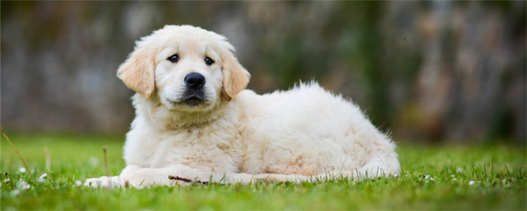 狗狗大便有一层膜包住 是什么原因