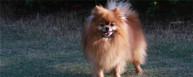 俊介狗是什么品种 为什么俊介长得不像博美