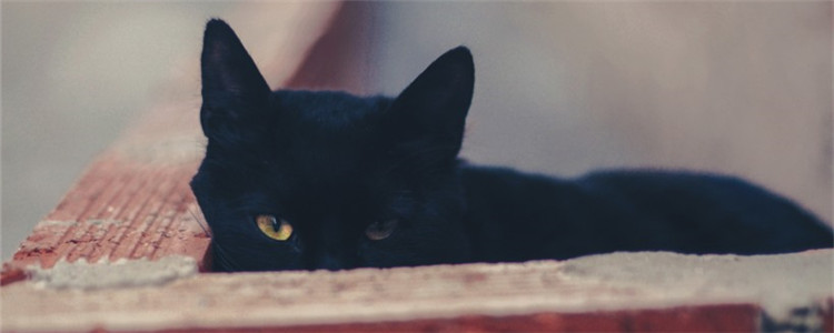 吸猫是吸哪里 吸猫有什么危害吗