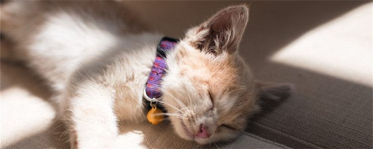 10kg猫粮怎么储存 储存猫粮的方法你学会了吗