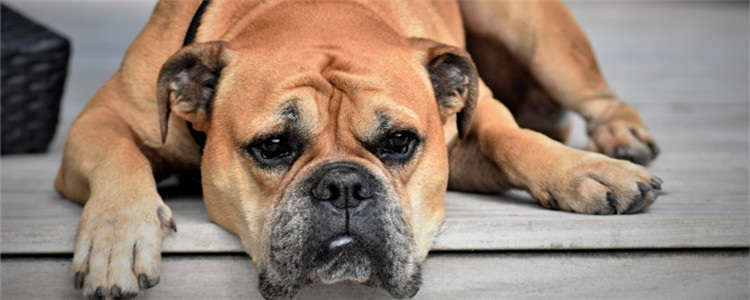 狗狗肚子像拉稀唧唧响 狗狗的消化能力其实很差