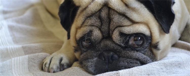 狗狗长了个肉瘤怎么办 如何判断肉瘤是良性还是恶性