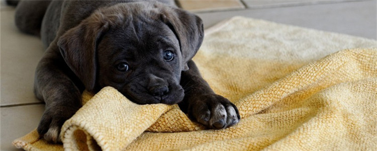 狗盯着人看意味什么 狗狗的注视是传递信息的方式