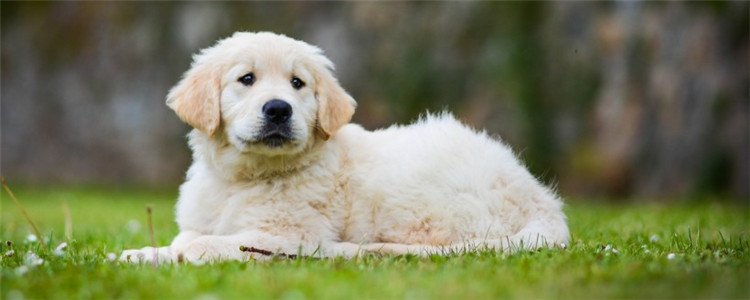 狗突然吐血死了 狗狗吐血死了是得什么病了