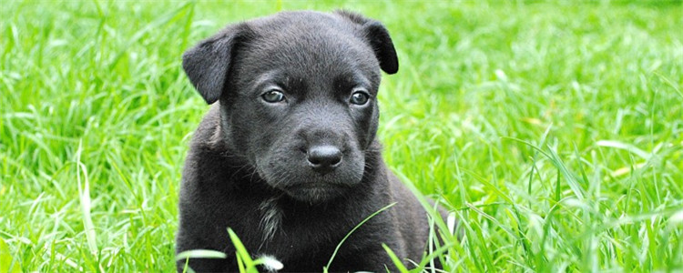 狗能喝柠檬水吗 给狗狗喝柠檬水会怎么样