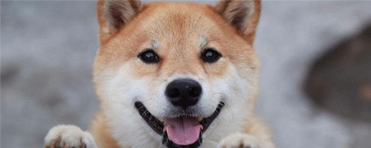 向往的生活h是什么犬 小H这种狗要如何饲养呢