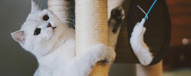 猫传腹会传染给人类吗 主人不用过于担心