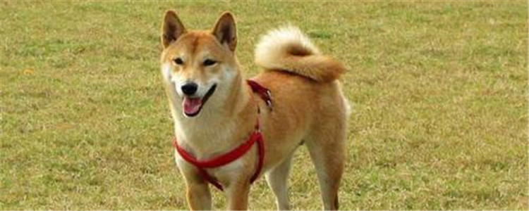 向往的生活中的狗狗是什么品种 饲养柴犬要注意什么